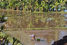 Scodec Tourisme - Bali